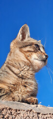 portrait of a cat in blue sky background 