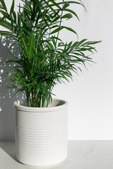Chamaedorea or Areca palm plant leaves on the bright sunny white  background with shadows. Copy space