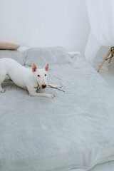 white dog with smooth fur