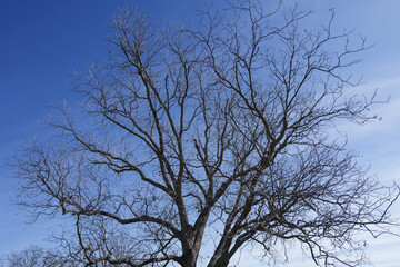 Fototapeta na wymiar Tree and sky