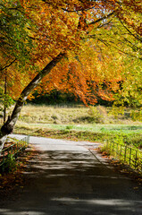 Les hêtres sur le pont pendant l’automne