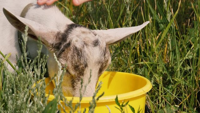 Human hand stroking cute little goatling drinking water from bucket at sunny green grass closeup. Adorable small spotted goat drink beverage feeling thirst summer outdoor agriculture and farming