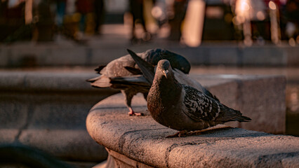 arequipa plaza de armas pigeons in sunset