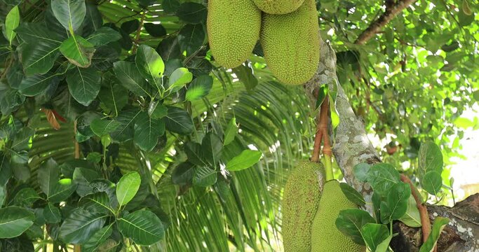 Raw green jackfruit grow on the Jackfruit tree