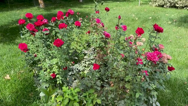 Roses bush on garden landscape