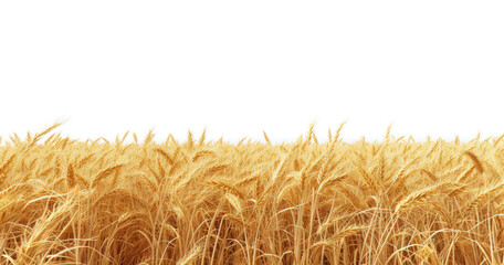Bountiful Harvest in Wheat Farmland
