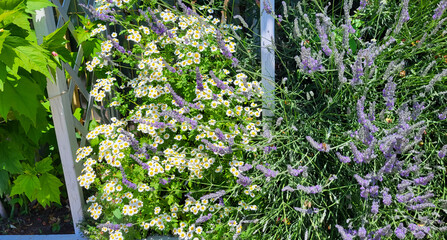 Dalmatian Chamomile Maiden and lilac lavender on a flower bed on a bright sunny day.
