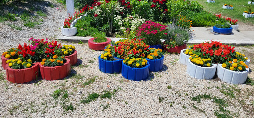 Bright summer flowers in the courtyard on colorful flower beds