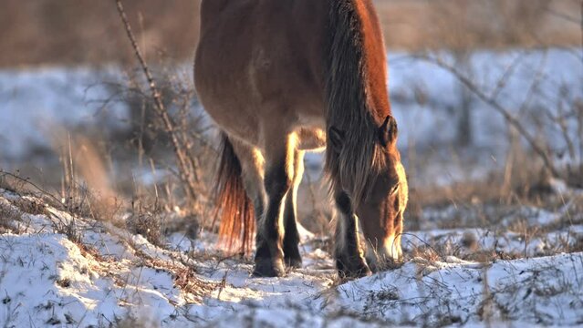 Sunlit wild exmoor pony horse in winter nature habitat in Milovice, Czech republic. Protected animals considered as horse ancestor maintain the environment of snowy steppe landscape.