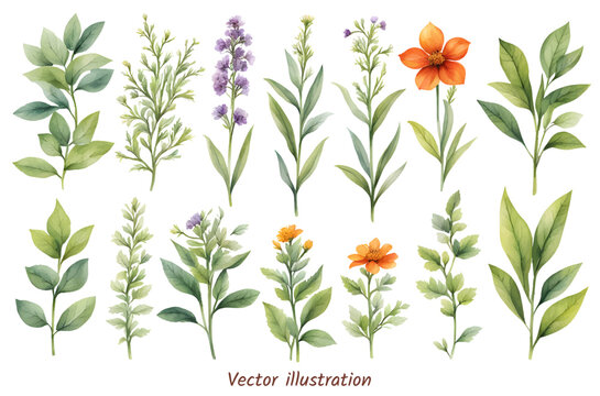 A variety of beautiful flowers botanical drawings featuring various plant species vector illustration.