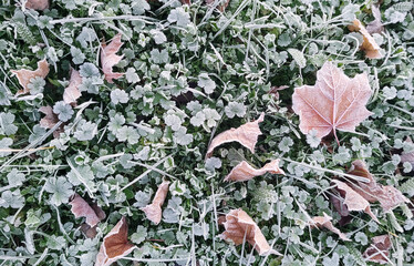 grass and autumn leaves covered with frost, background of crystal clear frozen dew, texture of morning ice on plants