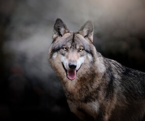 Portrait animalier de loup gris, interprétation personnelle 