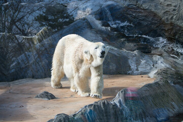 Polar bear close-up