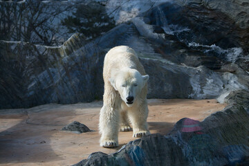 Polar bear close-up