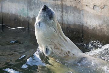 Polar bear close-up