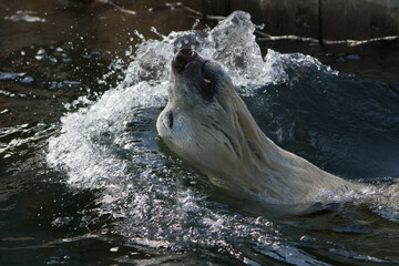 Polar bear close-up