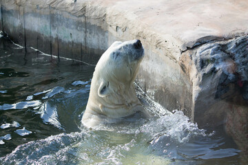 Polar bear close-up