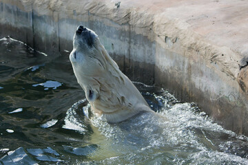 Polar bear close-up