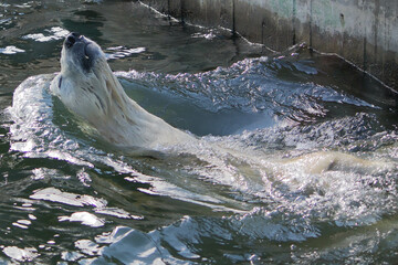 Polar bear close-up