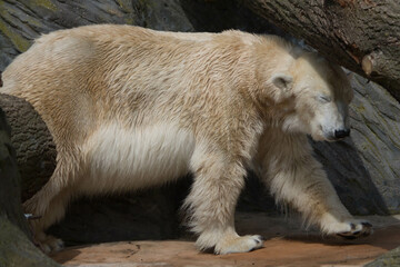 Polar bear close-up