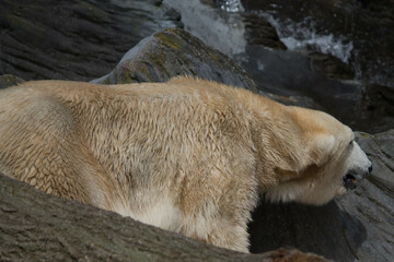 Polar bear close-up