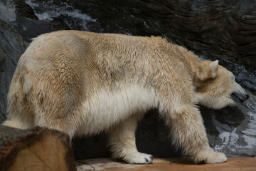 Polar bear close-up