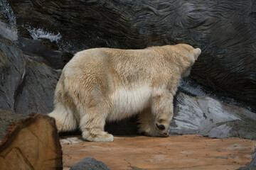 Polar bear close-up