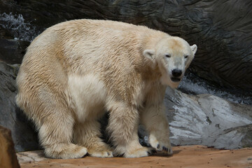 Polar bear close-up