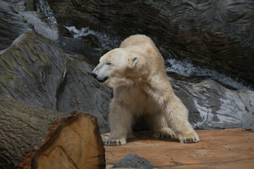 Polar bear close-up