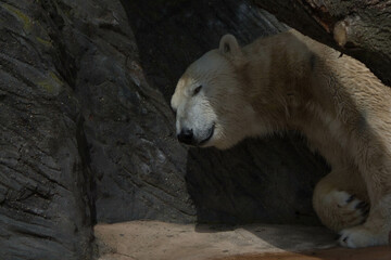 Polar bear close-up