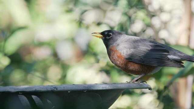 American Robin drinking at a bird bath in a garden