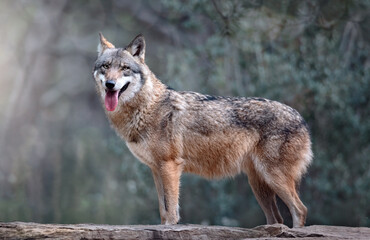 Naklejka na ściany i meble Loup gris d'Europe , photo animalière 