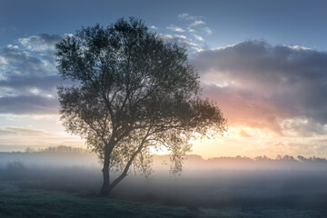 A lone tree stands silhouetted against a misty dawn