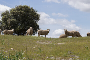 Naklejka na ściany i meble Sheep in the field