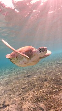 4K vertical: Sea Turtle in the ocean