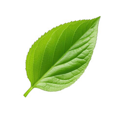 Fototapeta premium Fresh lettuce leave png