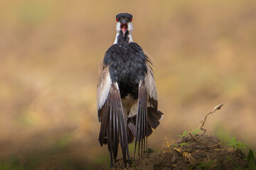 Spur-winged Lapwing