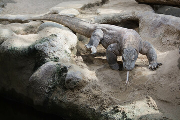 The dragon comodo is on the biggest lizards on the earth.