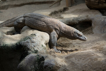 The dragon comodo is on the biggest lizards on the earth.