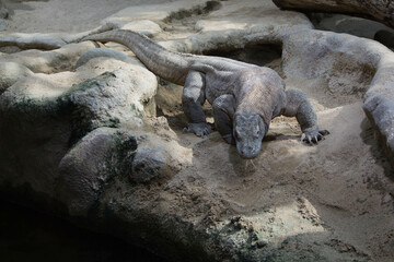 The dragon comodo is on the biggest lizards on the earth.