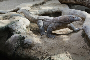 The dragon comodo is on the biggest lizards on the earth.