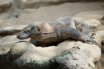 The dragon comodo is on the biggest lizards on the earth.