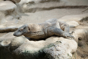 The dragon comodo is on the biggest lizards on the earth.