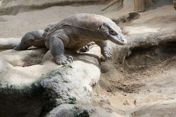 The dragon comodo is on the biggest lizards on the earth.