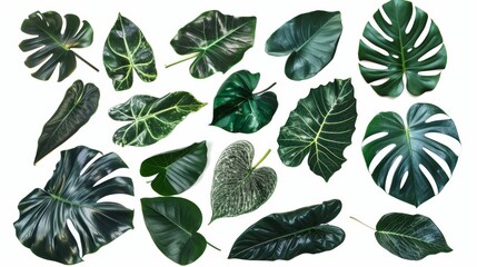 Fototapeta premium set of green monstera palm and tropical plant leaf isolated on white background for design elements, Flat lay