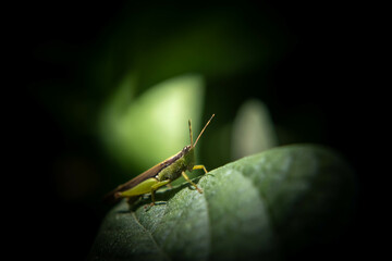 grasshopper
