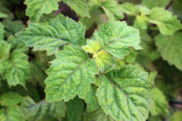 Patchouli Leaves in Java, Indonesia