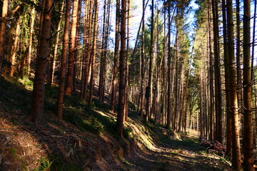 Sonnendurchfluteter Wald