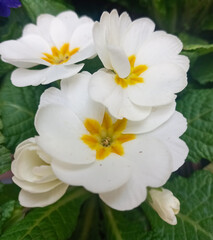 Fototapeta premium white primrose flowers 