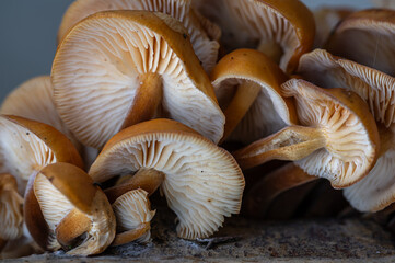 Flammulina velutipes